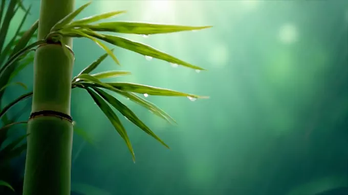 10-Hour Bamboo Forest White Noise - Rain and Bamboo Sounds for Sleep and Meditation