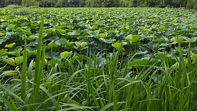 10 Hours Lotus Pond Sounds | Frog Chorus & Cricket Songs | Natural White Noise for Sleep & Meditation | Relaxing Nature Sounds