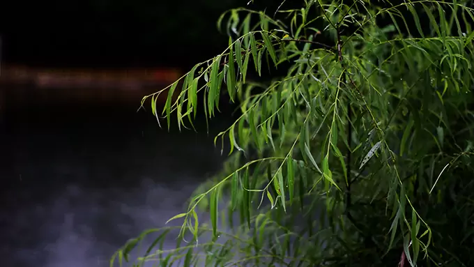 10 Hours Spring Rain White Noise | Gentle Willow Tree by the Pond | Natural Sleep Aid | Meditation & Focus | Deep Sleep Sounds